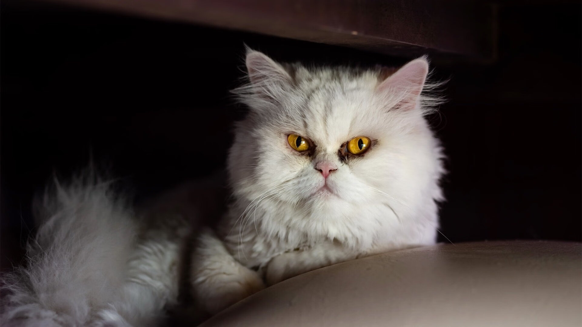 破晓时分，钢铁马里对阵星辰安哥拉，基耶萨的烈火重生