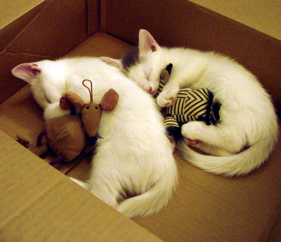 火焰与水纹,深圳行云单节燎原,哈利伯顿数字河流刷新天穹