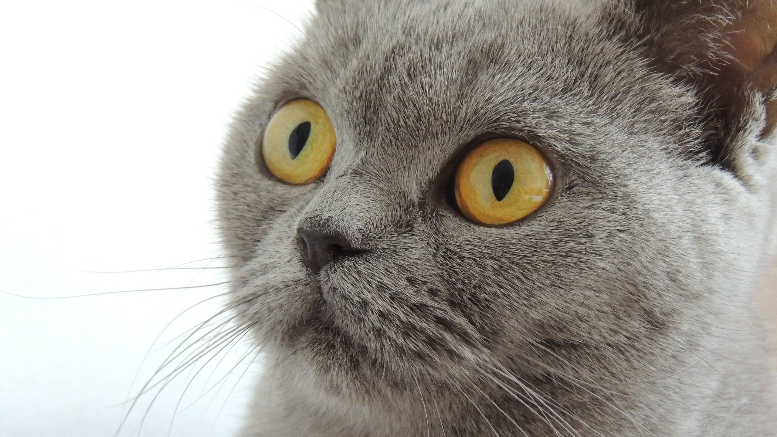 坚盾与利刃，马赛的防守锁链下，三笘薰如何刺穿美国心脏