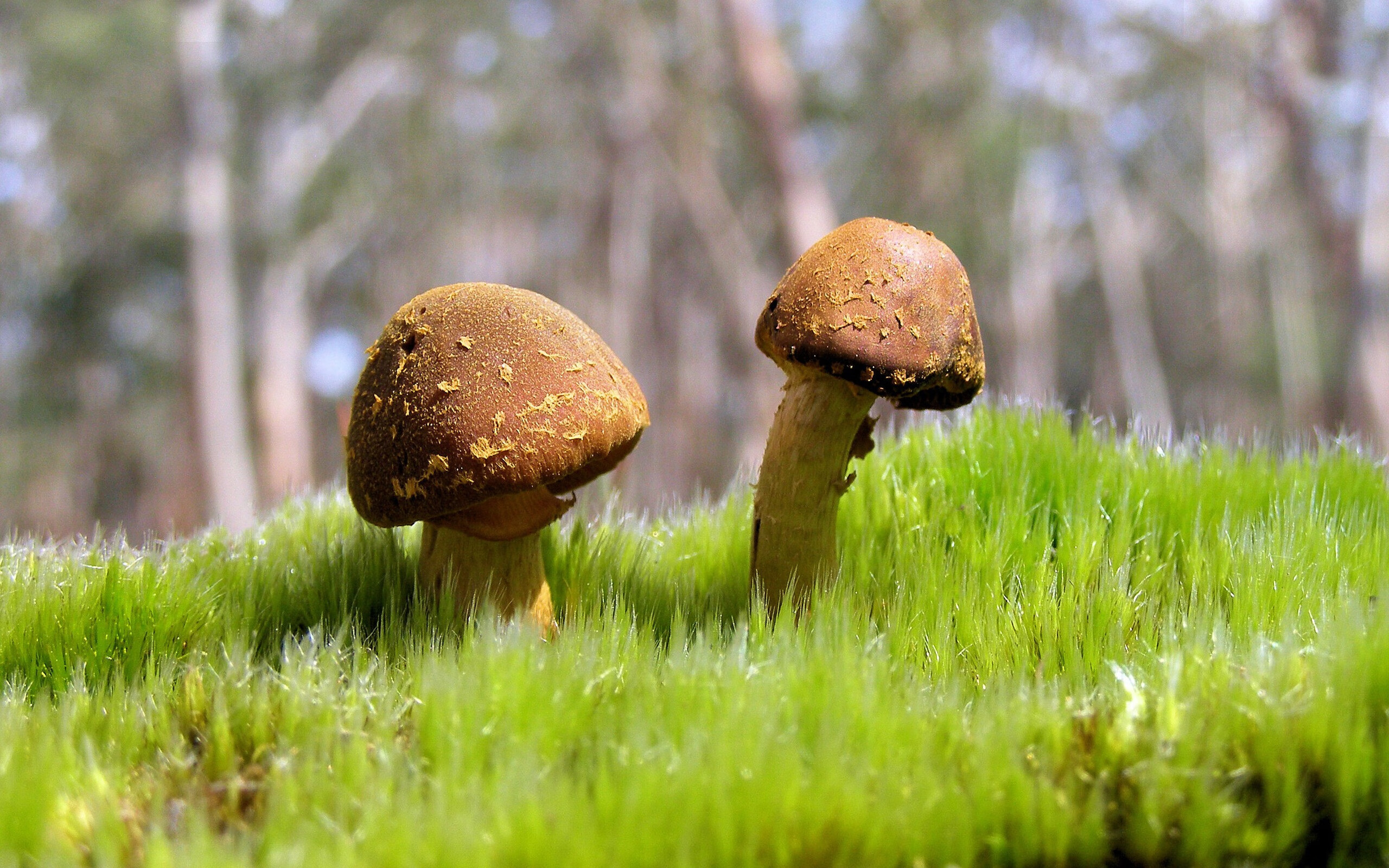 淬火少年一剑封喉，萨卡划破2026不眠之夜