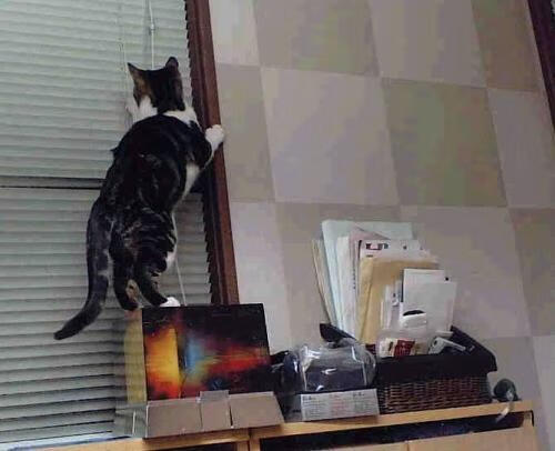 夜之王者,霍勒迪—德甲争冠战夜的破局者