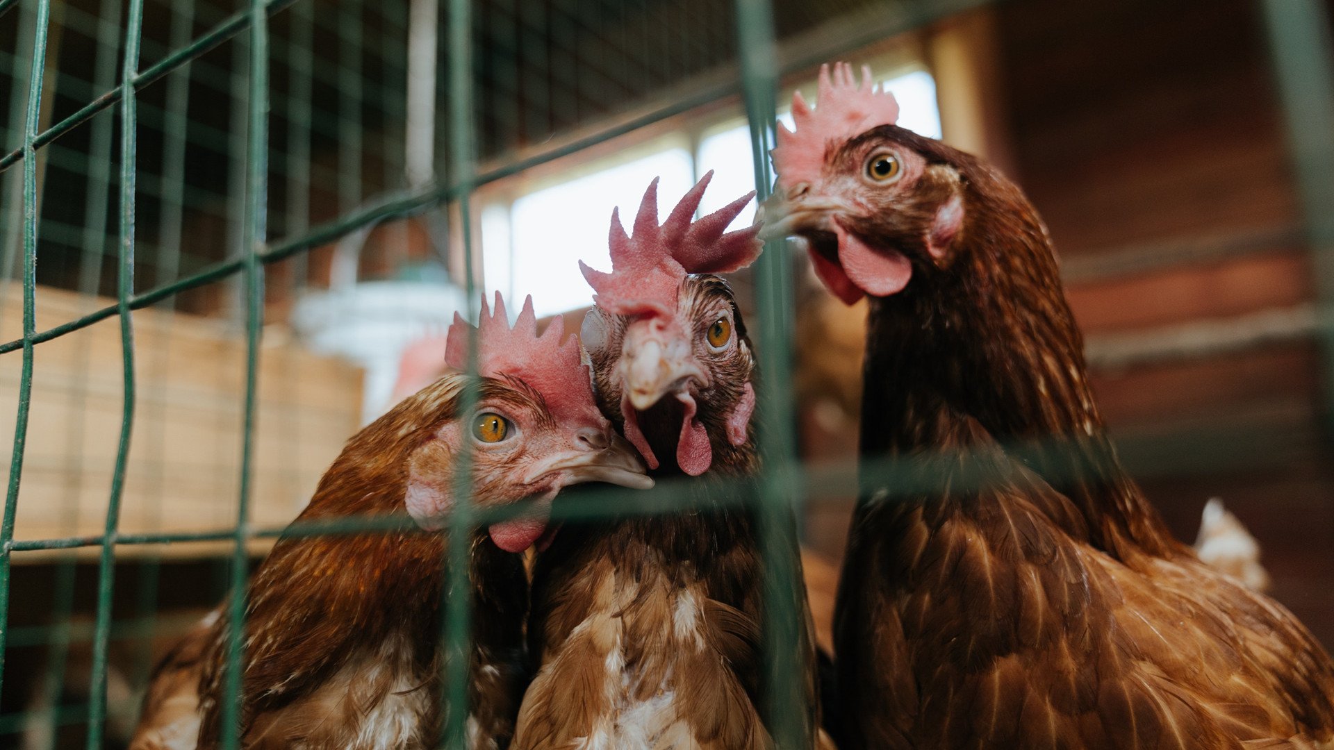 北方之盾碾压蓝鹰，中场大脑的无声宣言—基米希用实力点亮斯堪的纳维亚的战术之光