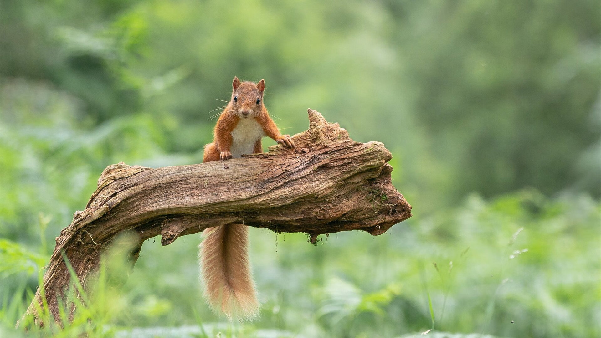 破壁者，巴斯托尼如何成为荷兰与希腊之战的意外主角？