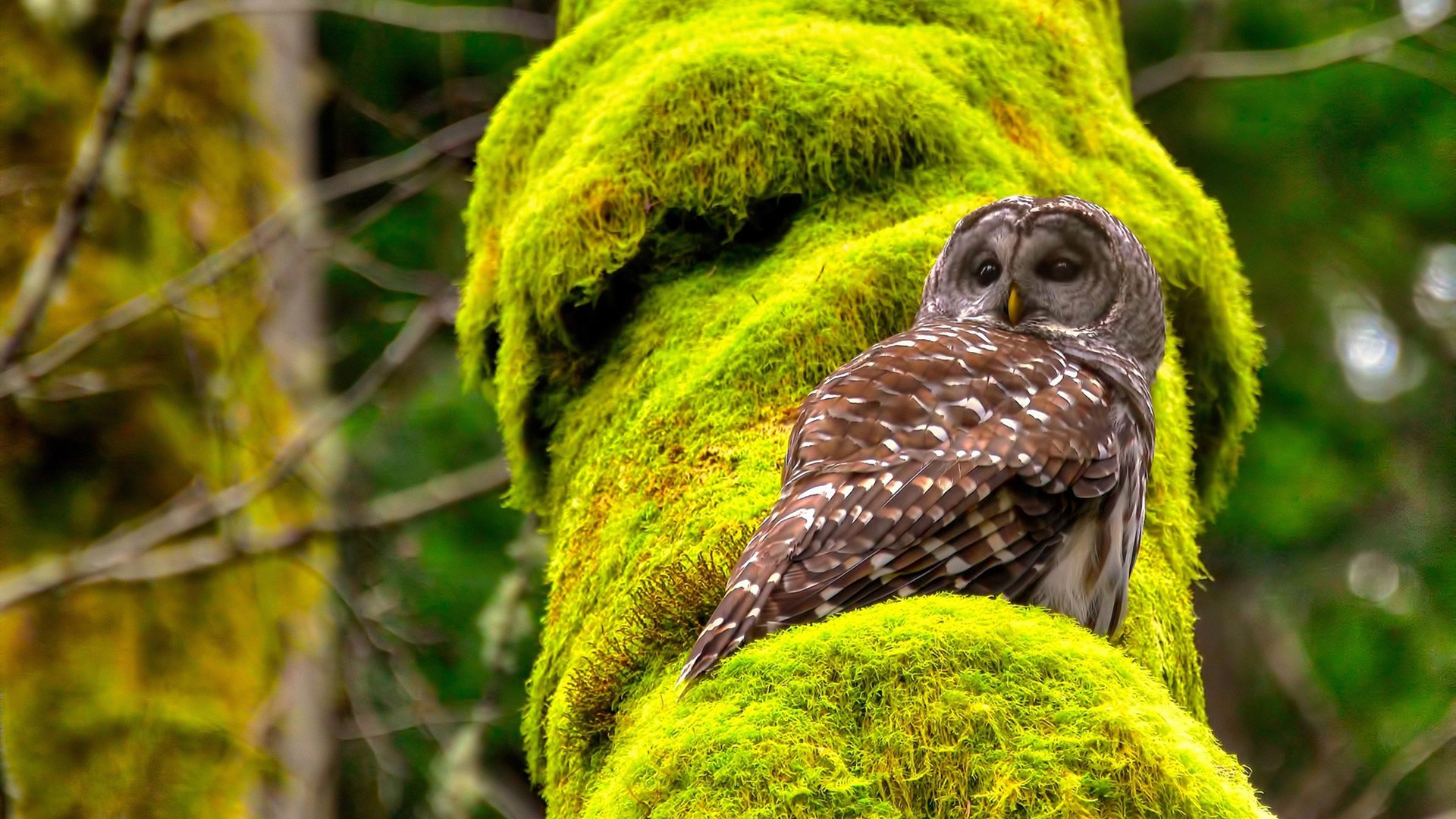 南半球飓风,当全黑队掀翻山姆大叔,维尼修斯如何成为历史缔造者