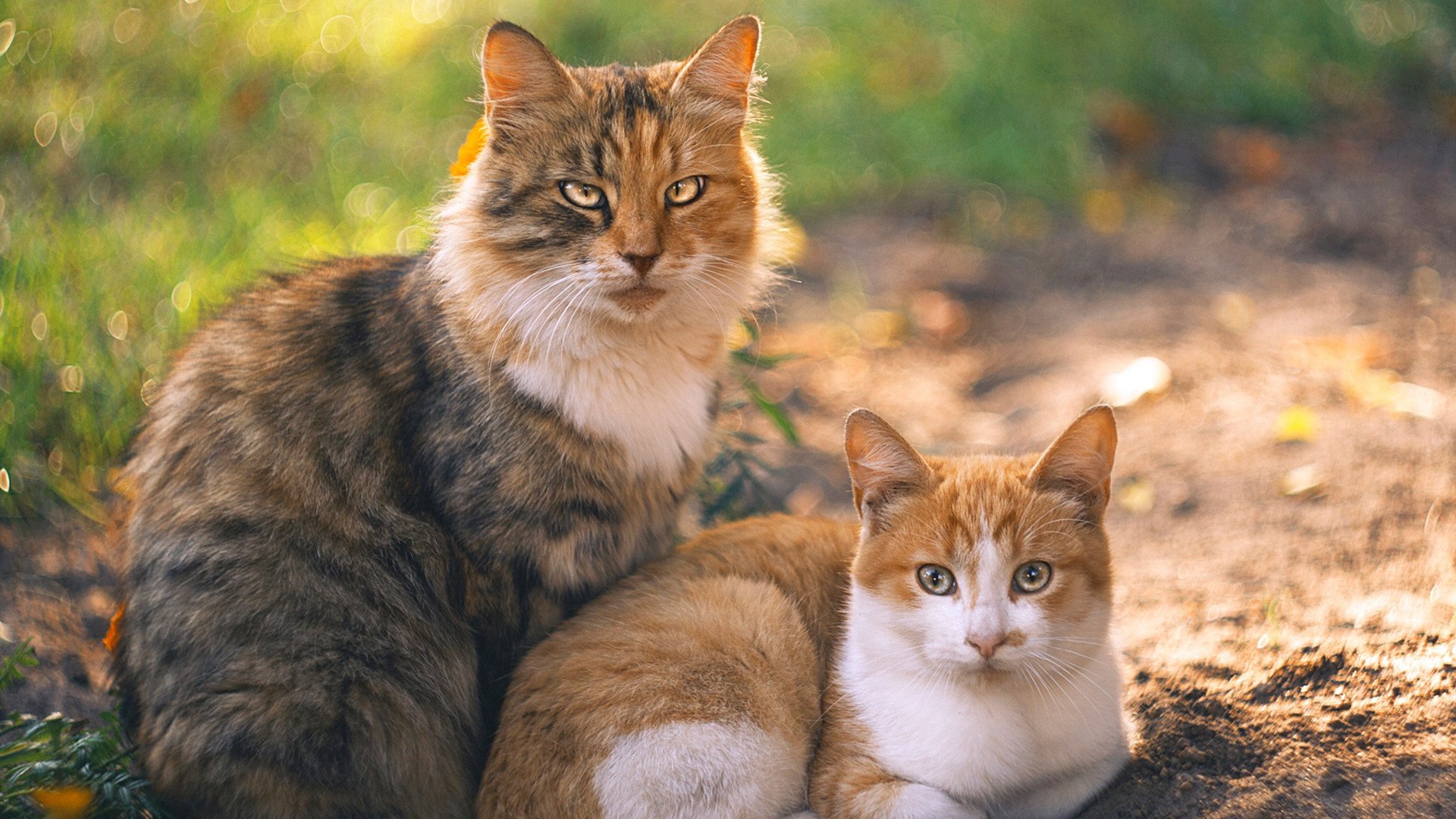 一桥飞架东西，当浙江铁壁在世界杯舞台被克莱的流星雨洞穿