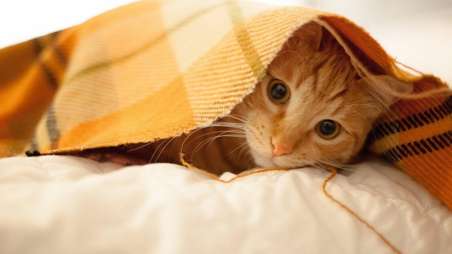 铁血凌空，救赎一刻，德里赫特用拜仁之魂审判德甲争冠夜