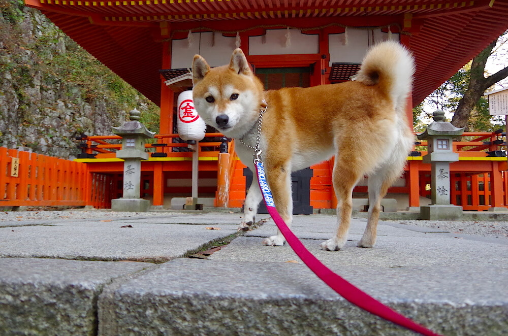 跨界宣言，NBA季后赛之夜的绿茵魔法