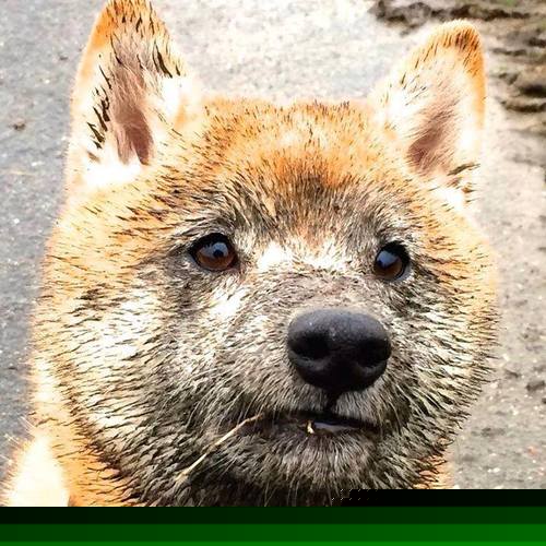 战术压制与致命一击，英格兰胜安哥拉，阿什拉夫定乾坤