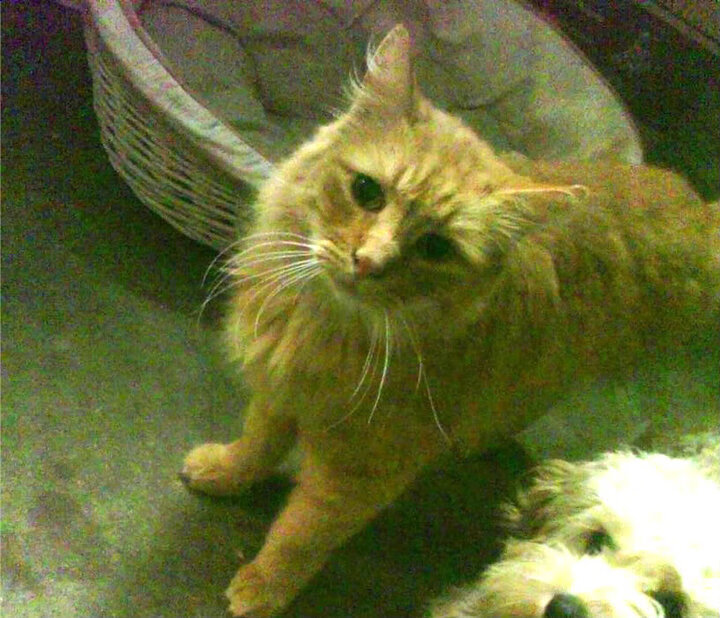 英超争冠之夜，拉文的制胜一击，铸就历史唯一