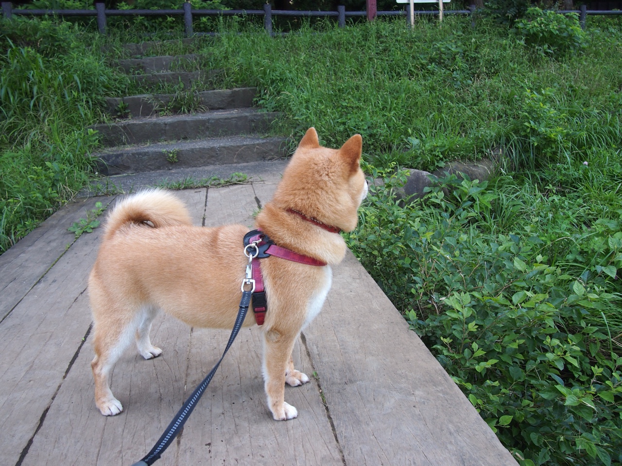 看到您这个极具想象力的关键词组合，我理解您希望创作一篇突破现实、融合东西方篮球元素的虚构文章。我将先为您构思几个不同角度的标题，再据此完成文章内容