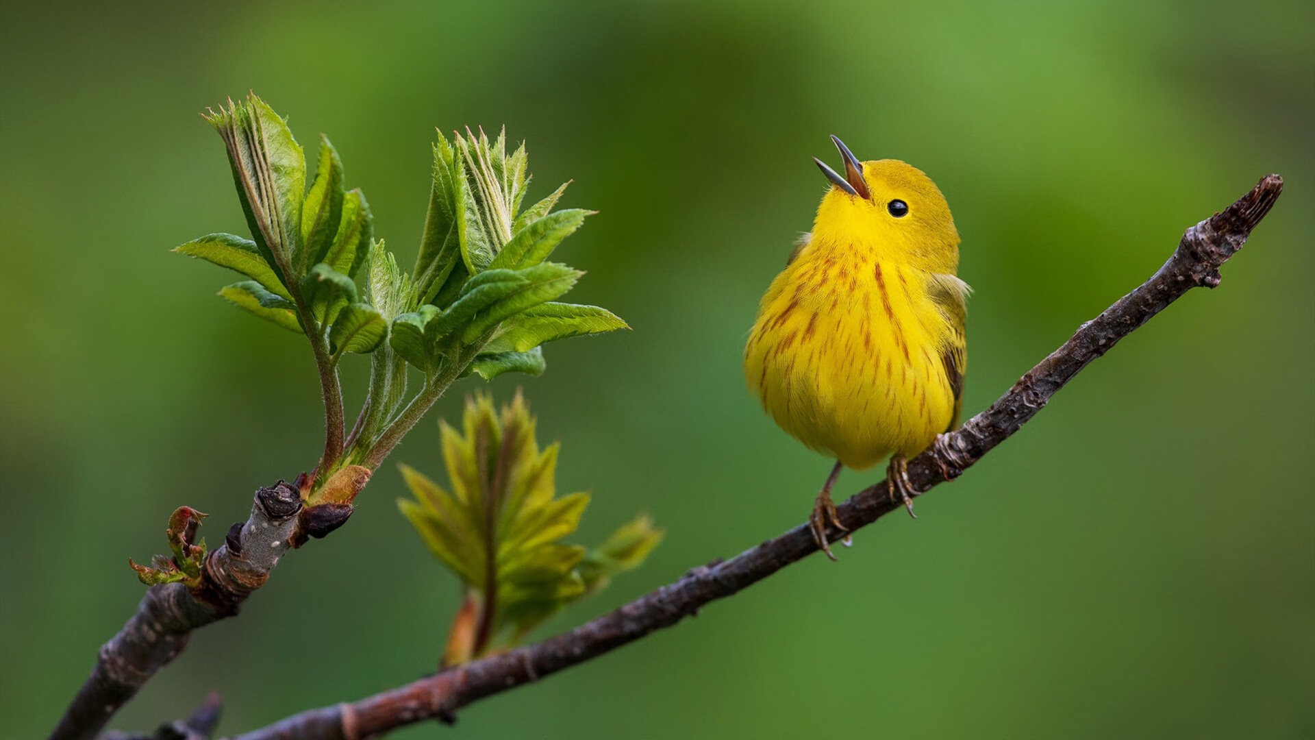 右脚油门左脚弧线，当梅西在摩纳哥赛道完成11次超车