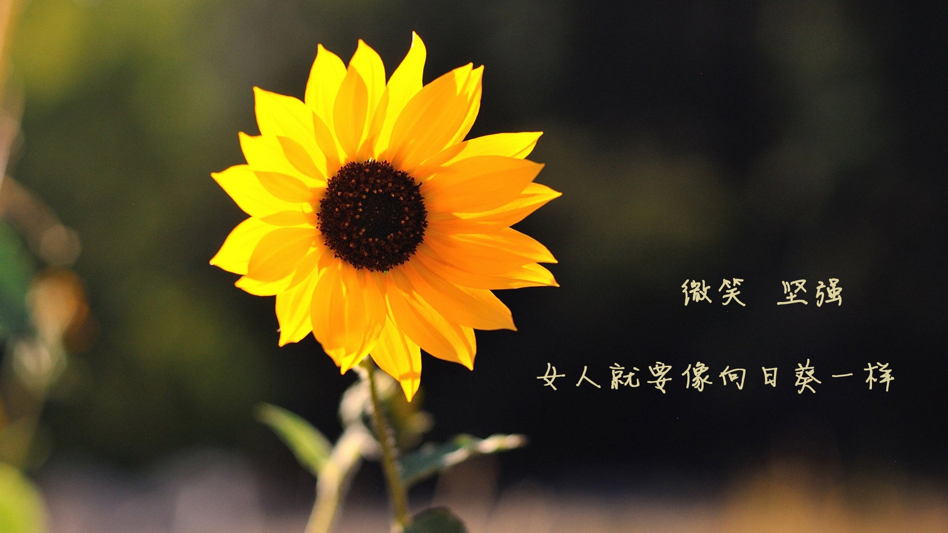 冰与火的交响诗，2026世界杯E组关键战，罗马尼亚的默契风暴如何技术性击倒冰岛